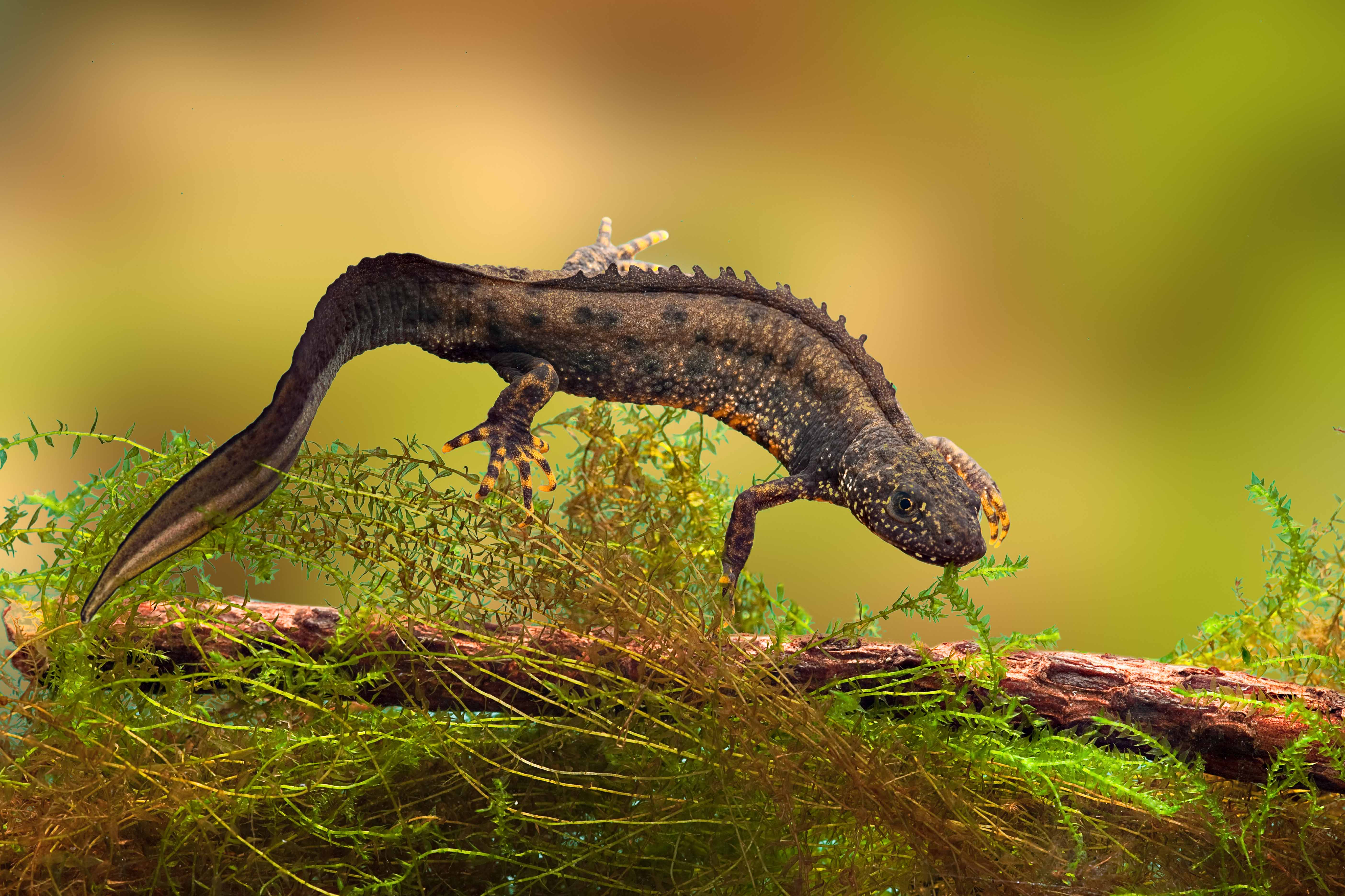 Great Crested Newts